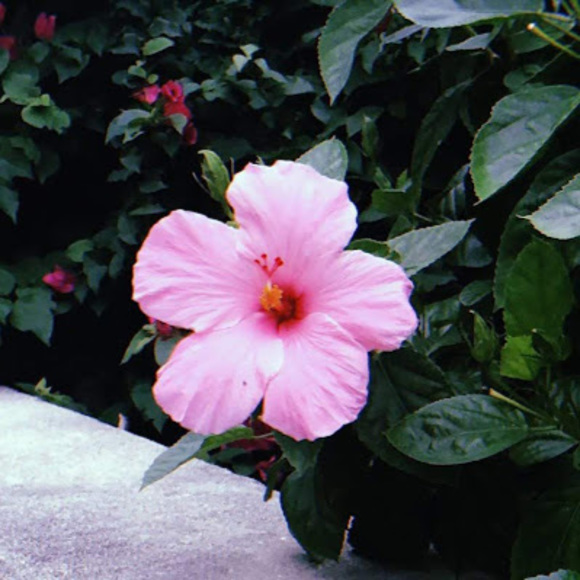 Meet your Posher, Cassidy brooke - Picture 1 of 1